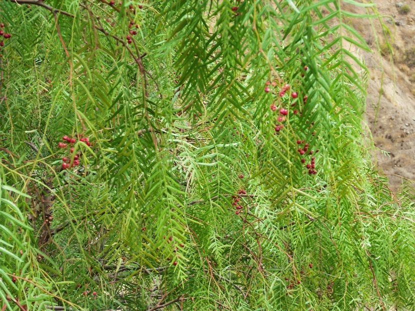 Hojas del árbol de la pimienta
