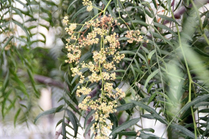 Frutos del Schinus molle