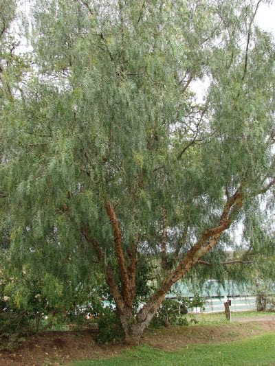 Árbol de Schinus molle