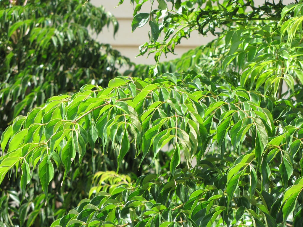 Árbol de serpiente (Radermachera sinica): cuidados y cultivo