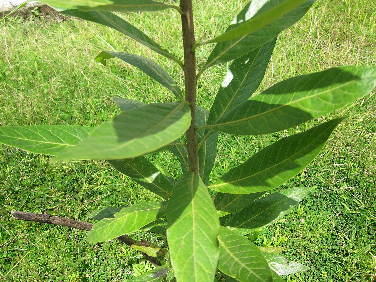 Las hojas del ébano son perennes