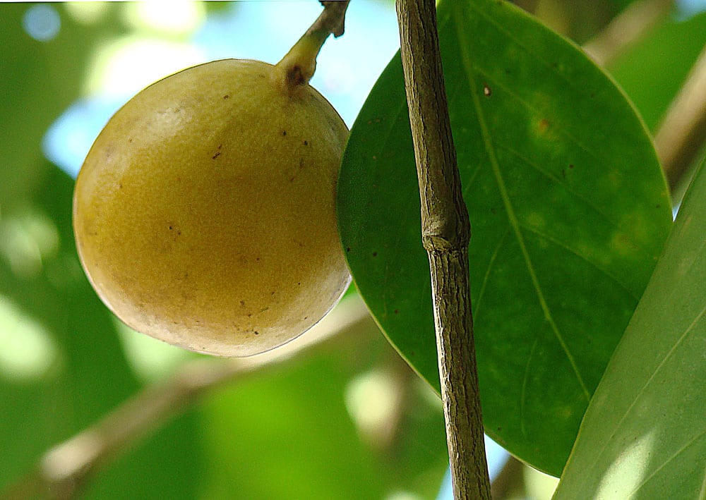 El árbol más peligroso del mundo: el manzanillo de la muerte
