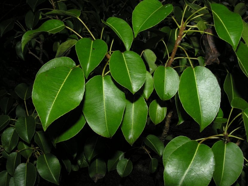 Hippomane mancinella
