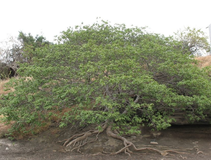 Hippomane mancinella