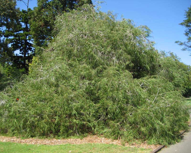 Árbol de Agonis flexuosa