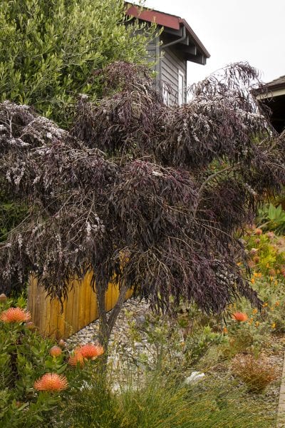 Agonis flexuosa 'After Dark'
