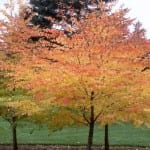 Ejemplar del Cercidiphyllum japonicum