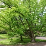Vista del Cercidiphyllum japonicum