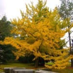Ejemplar de Ginkgo biloba
