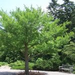 Ginkgo biloba, así luce en primavera y verano