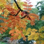 Vista de las hojas de la Koelreuteria paniculata en otoño