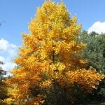 Ejemplar de Liriodendron tulipifera en otoño
