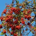 El Sorbus es una planta muy resistente