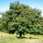 Ejemplar adulto del Sorbus aucuparia