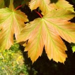 Hojas del árbol Acer Pseoduplatanus