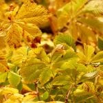 Vista de las hojas del Aesculus hippocastanum en otoño