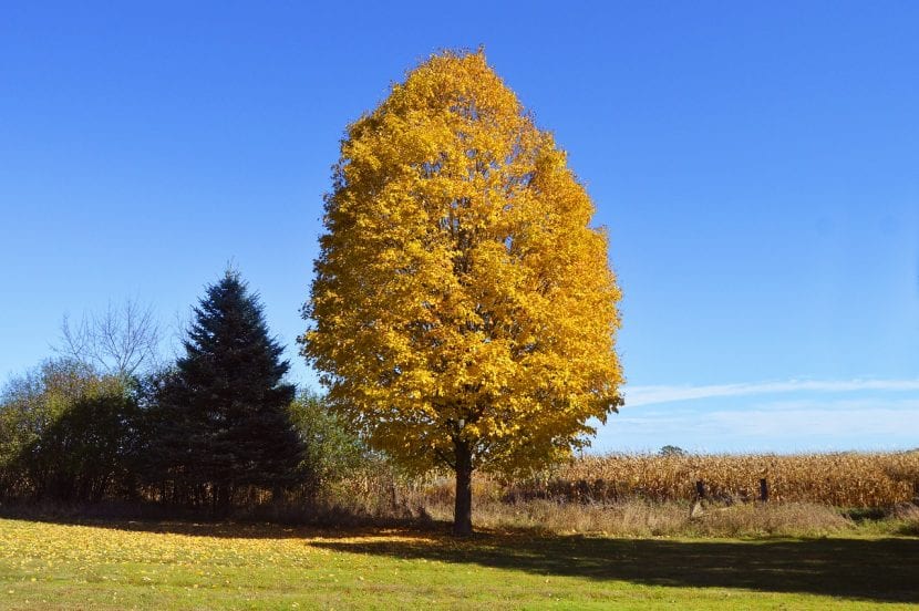 Ejemplar de un árbol que se vuelve amarillo en otoño