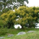Árbol de Koelreuteria en flor