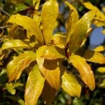 Las hojas del granado se vuelven amarillas en otoño