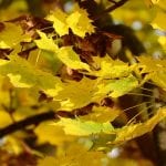 Vista de las hojas del Acer platanoides en otoño