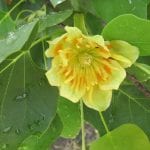 Vista de la flor del Liriodendron tulipifera