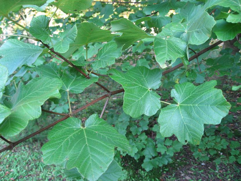 Acer opalus