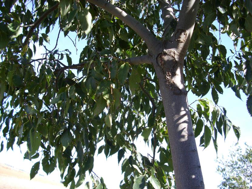 Celtis australis