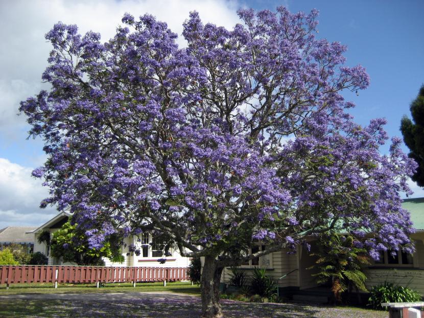 Jacaranda