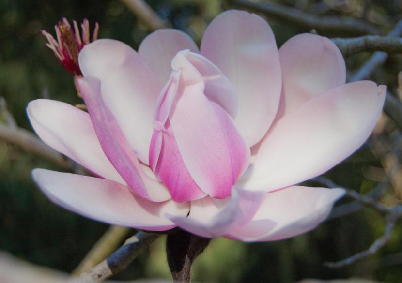 Magnolia 'Soulangeana x Campbelli'