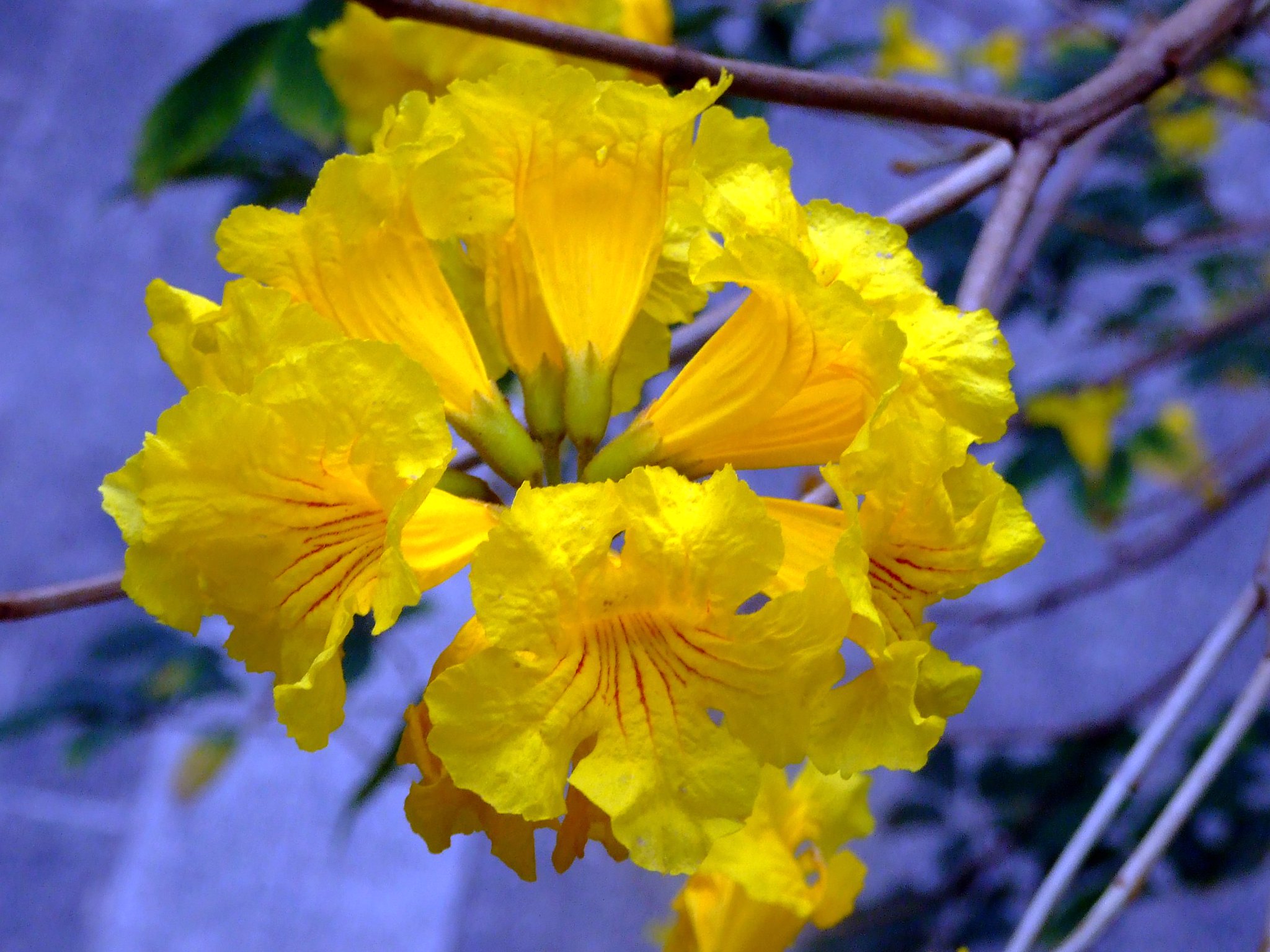 Vista de las flores del guayacán amarillo