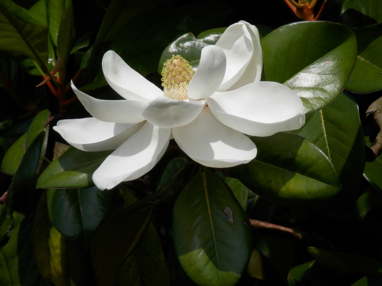 La Magnolia grandiflora produce flores blancas