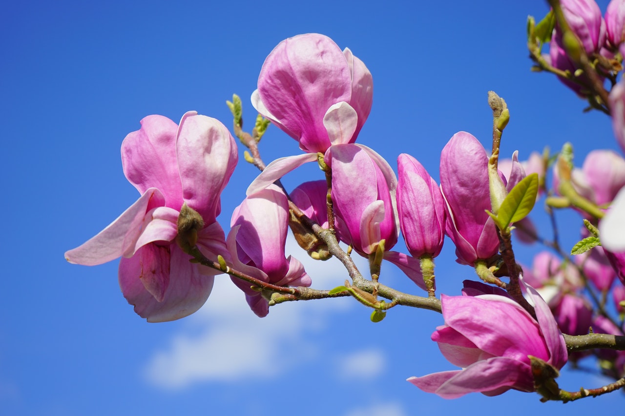Las magnolia tienen flores grandes