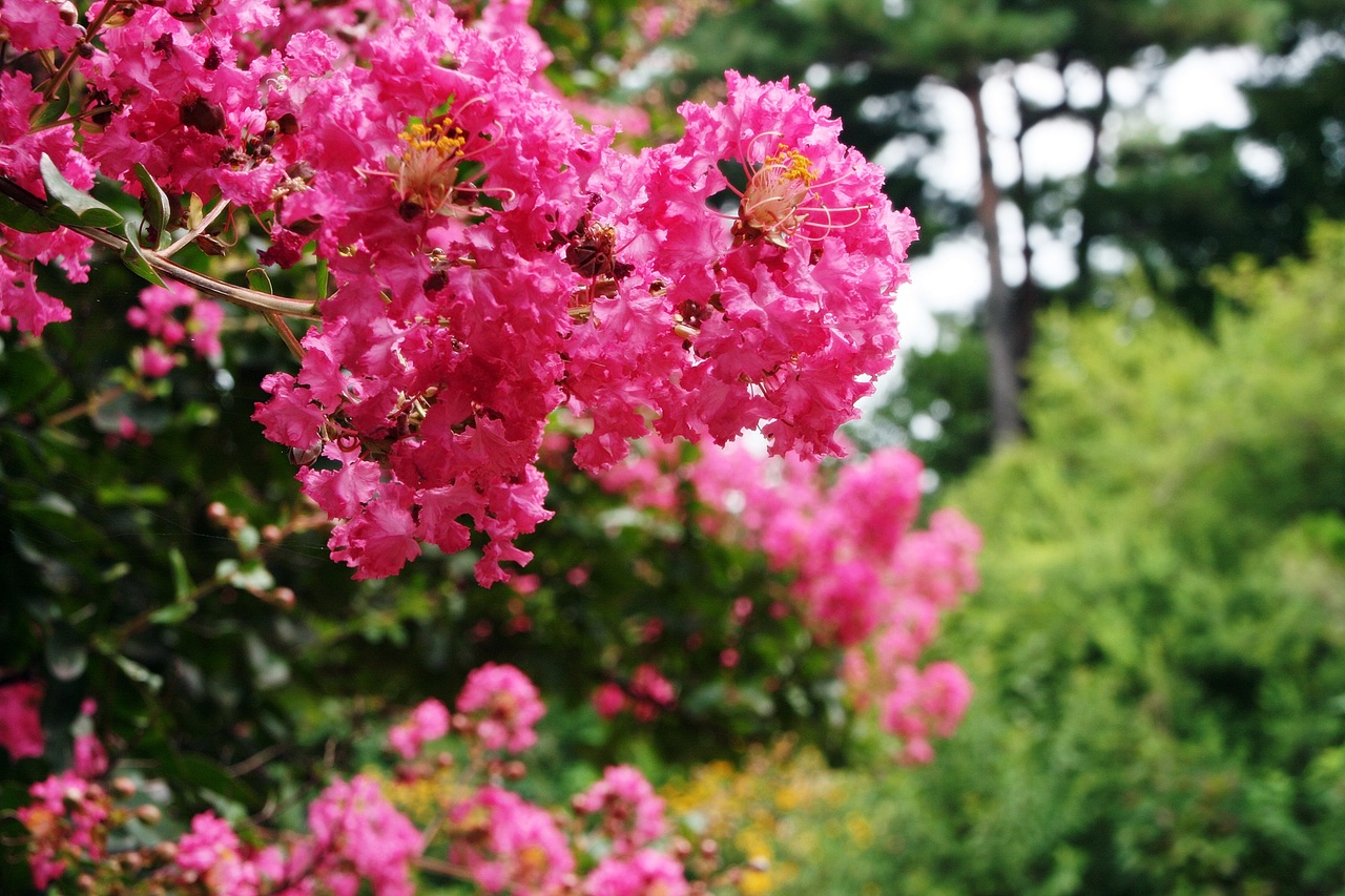 8 árboles con flores rosas y dónde plantar cada uno