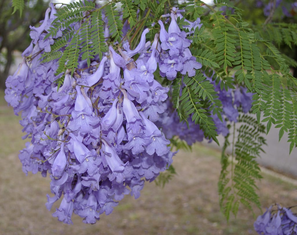 Jacaranda mimosifolia