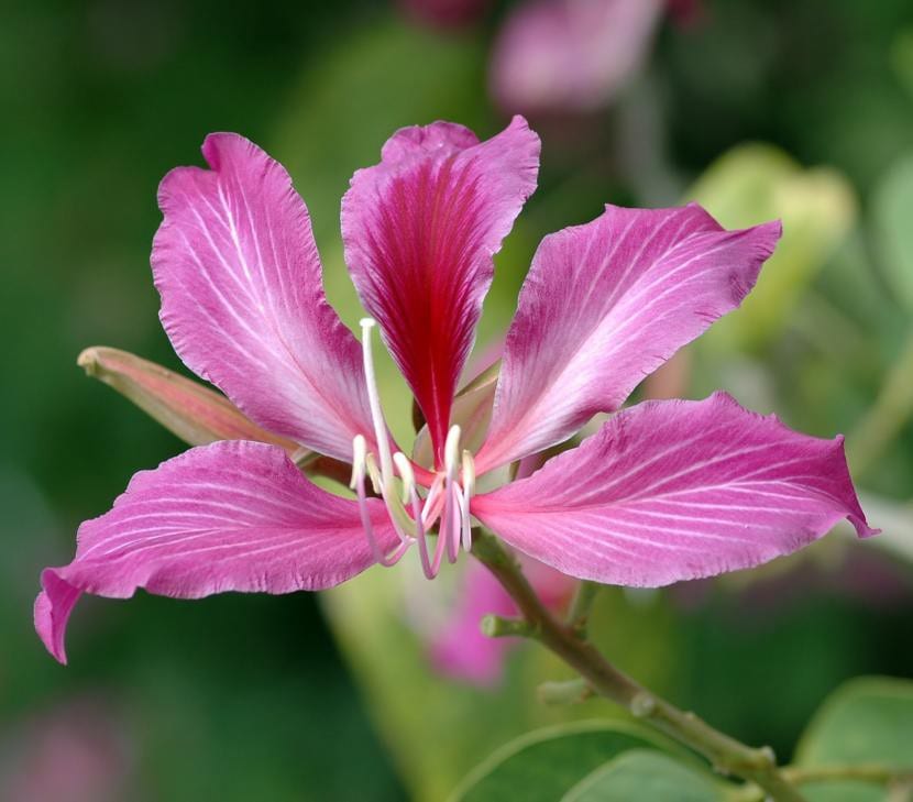 Bauhinia x blakeana