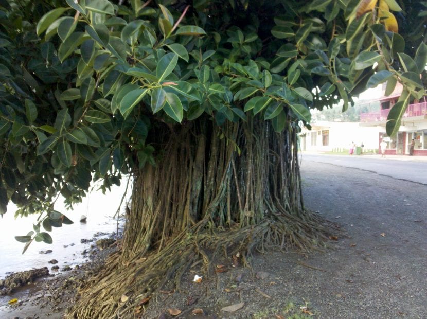 El Ficus elastica es un árbol con raíces aéreas