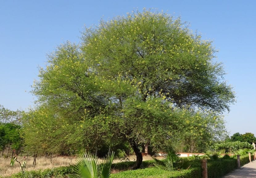 La acacia es un árbol de rápido crecimiento