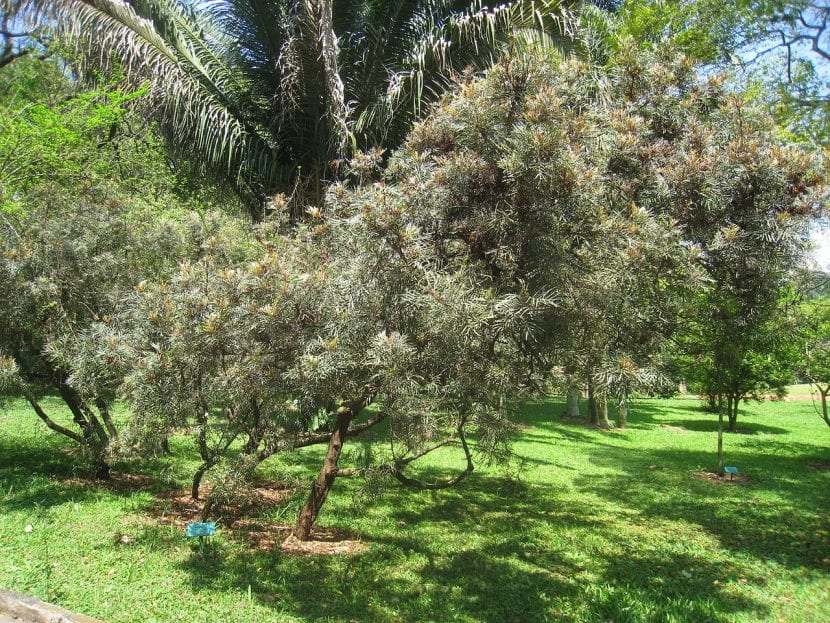 La Grevillea banksii es un árbol ornamental