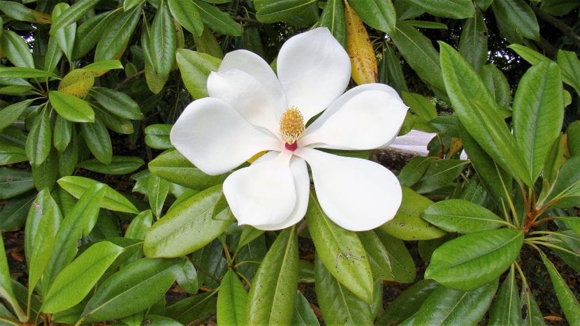 La Magnolia grandiflora es un árbol perenne