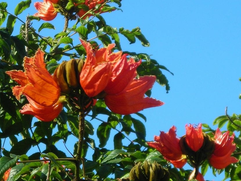 La Spathodea campanulata es un árbol de flores rojas
