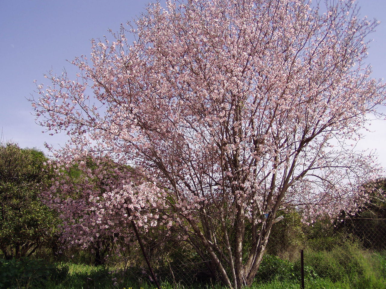 El almendro es un frutal muy bonito
