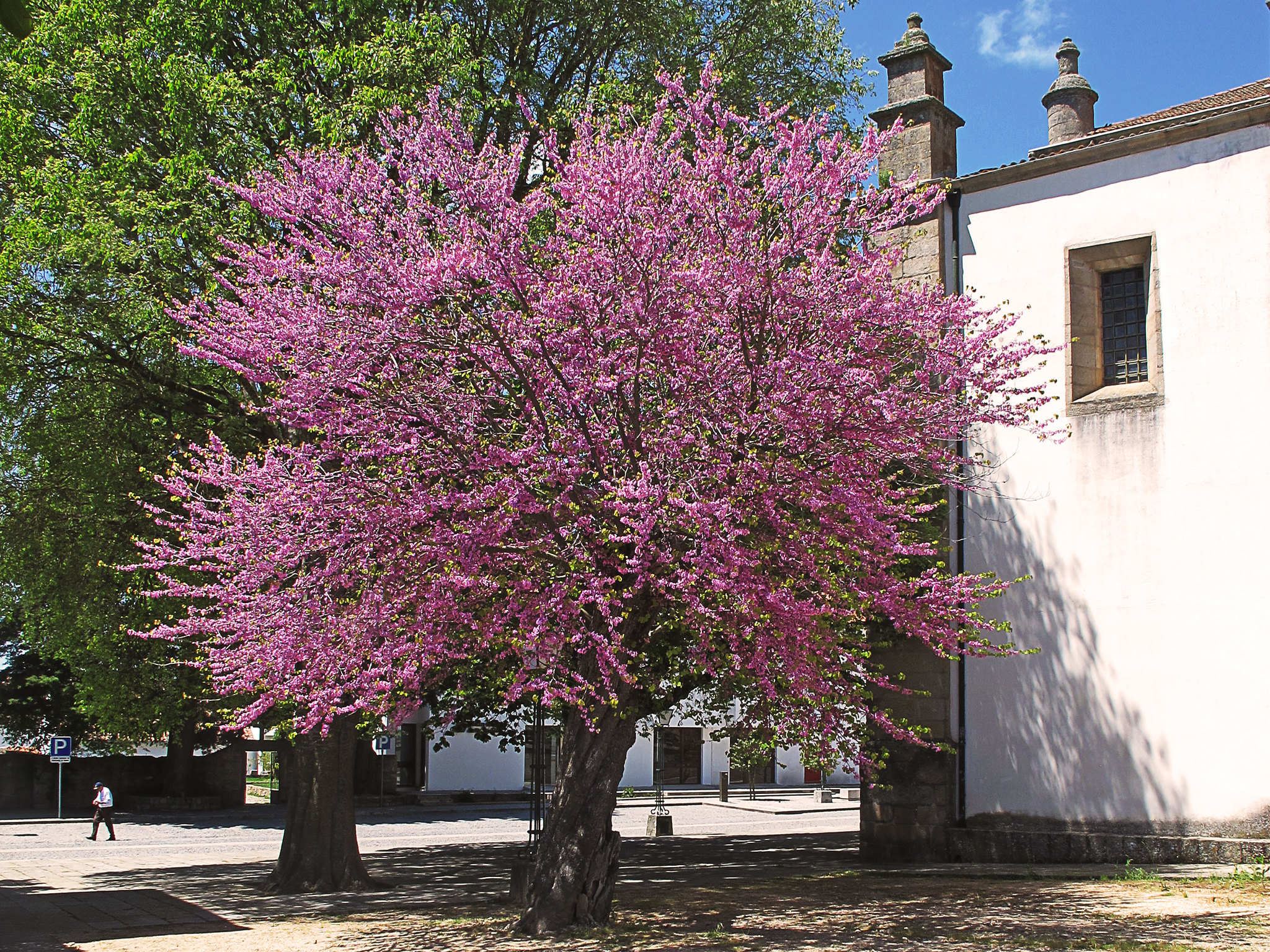 Vista del Cercis siliquastrum