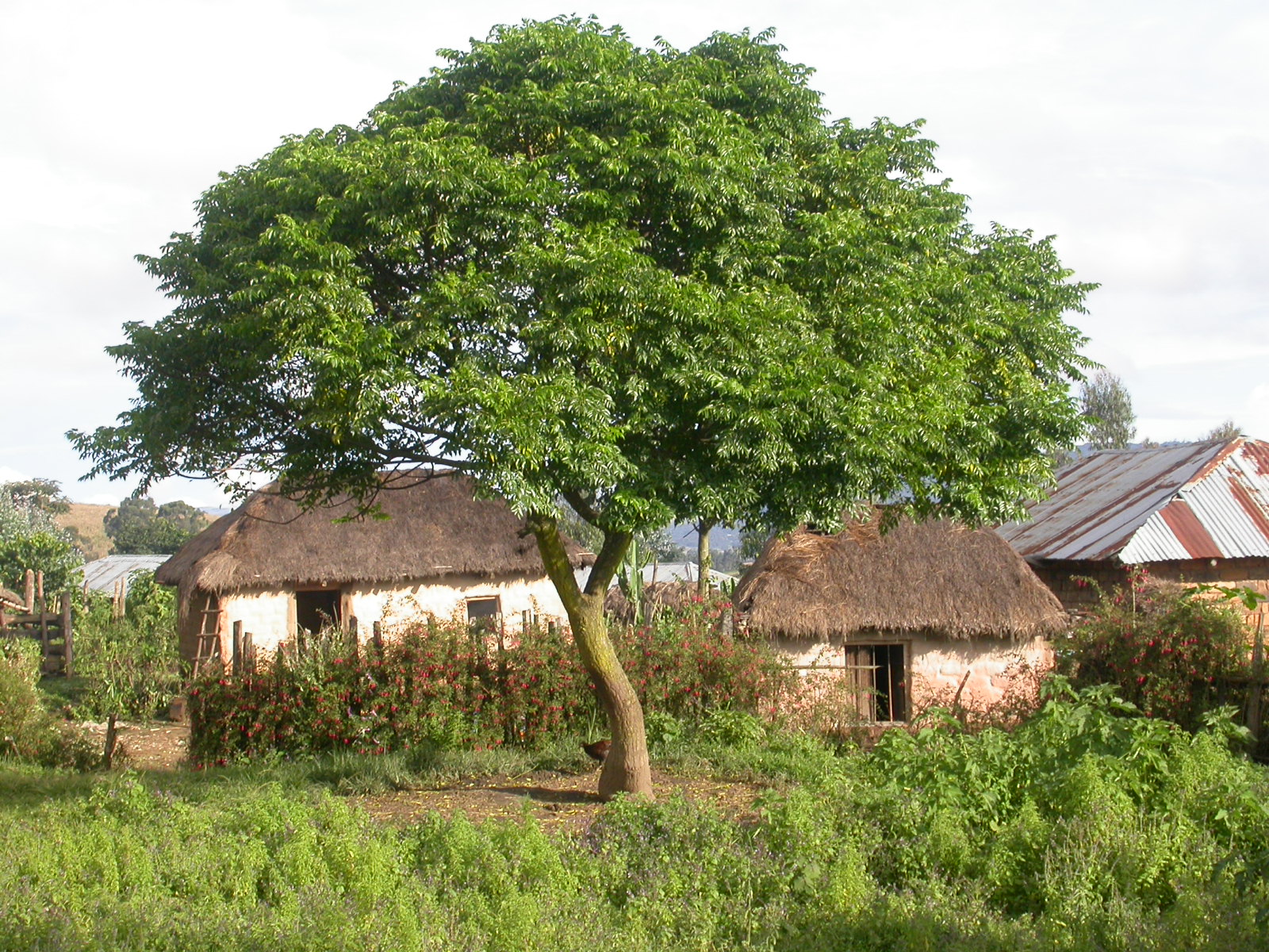 La Melia es un árbol caducifolio
