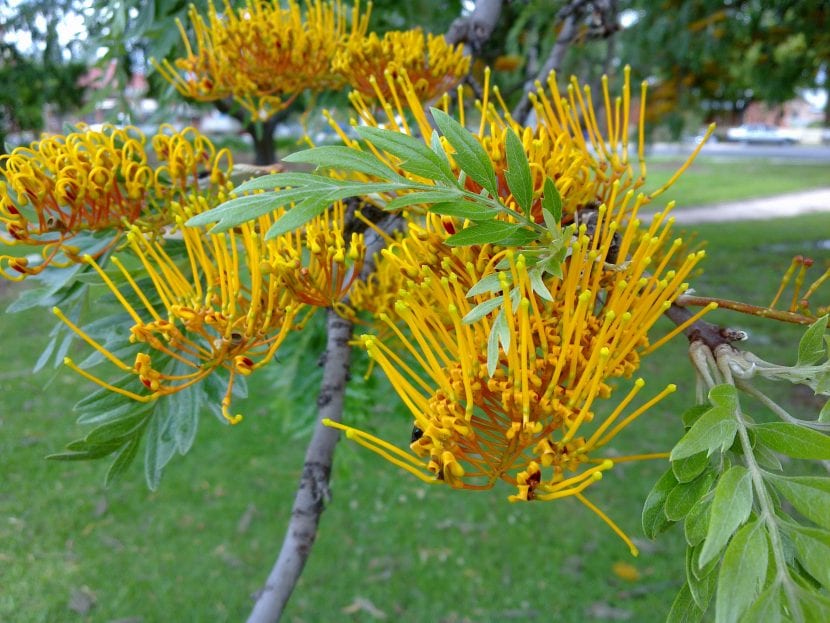 Grevillea robusta