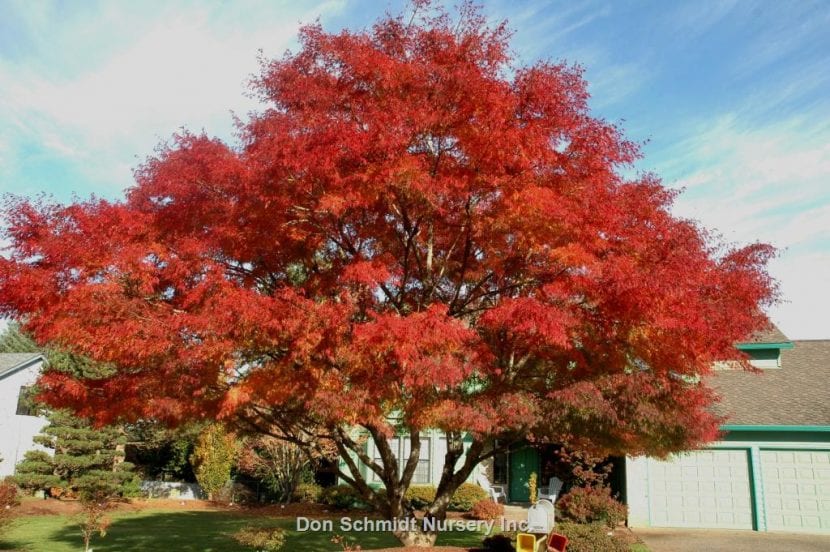 Acer palmatum 'Seiryu'
