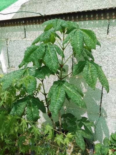 Aesculus hipposcatanum o Castaño de Indias