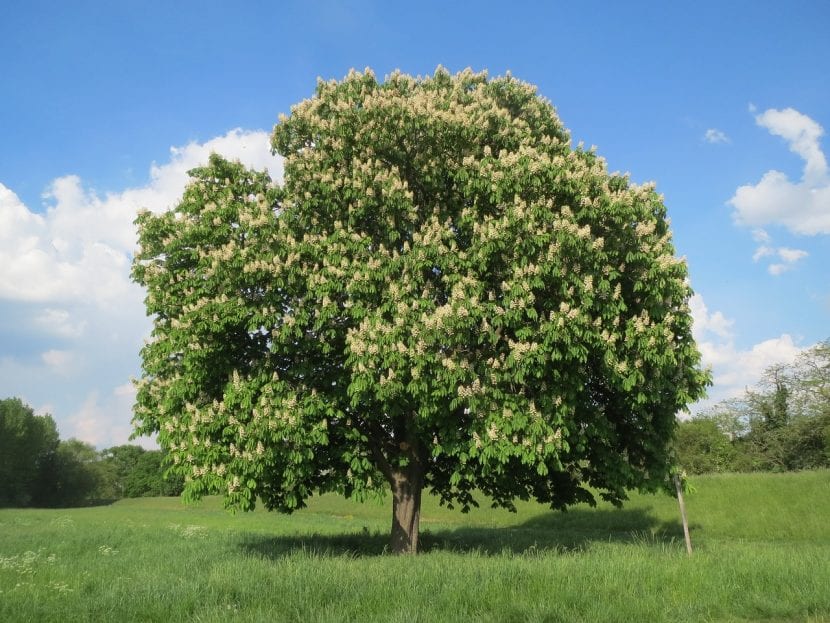 Castaño de Indias o Aesculus hippocastanum