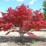 Ejemplar de Acer palmatum
