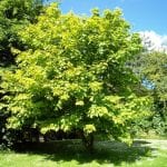 Árbol de Acer pensylvanicum