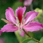 Flor del árbol Bauhinia blakeana